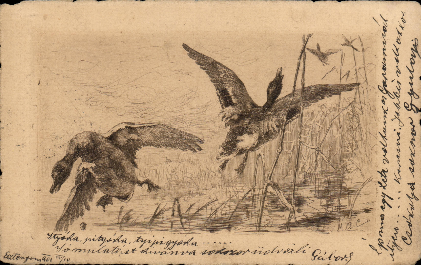 Animaux - Canard - Ducks - Enten - CPA (carte hongroise Hungary Hongrie)