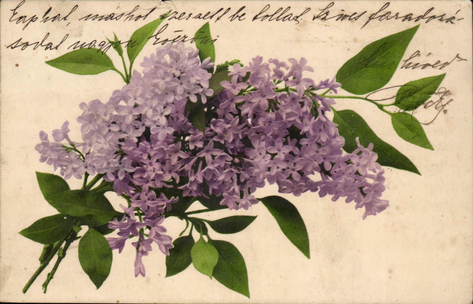 Fleurs - Flower - Lilac - CPA (carte hongroise Hungary Hongrie)