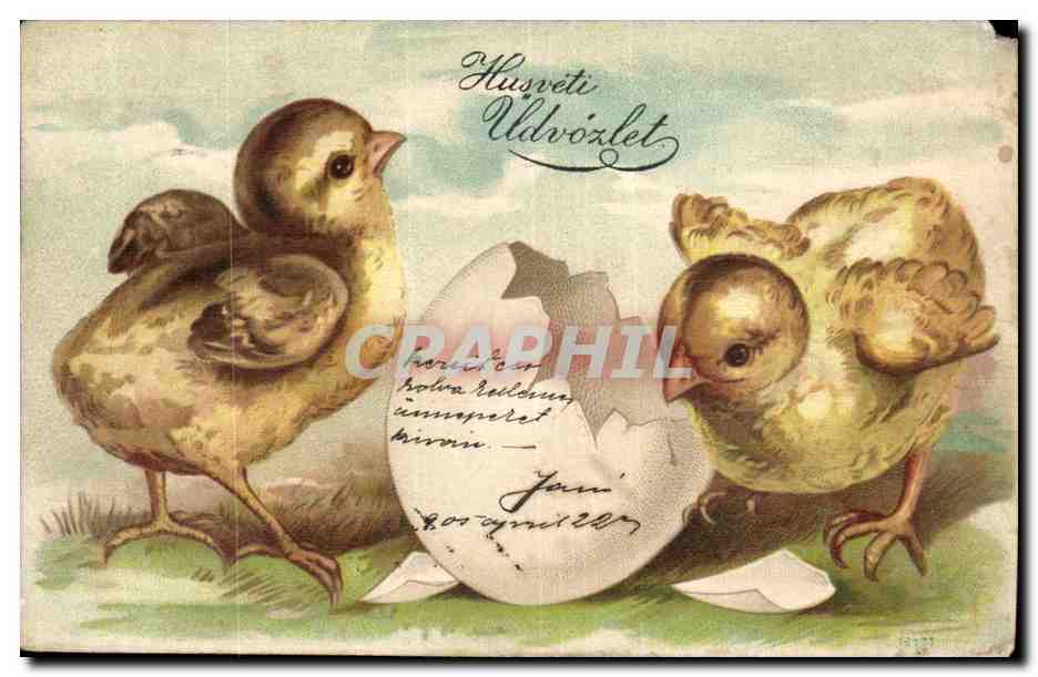 Fetes - Pacques - Easter - Ostern - Poussin - Chicks hatching from eggs - oeufs - CPA (carte hongroise Hungary 