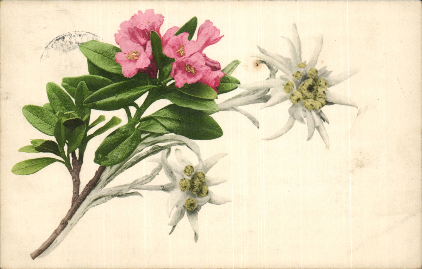 Fleurs - Orange blossoms - flowers (carte hongroise Hungary Hongrie)