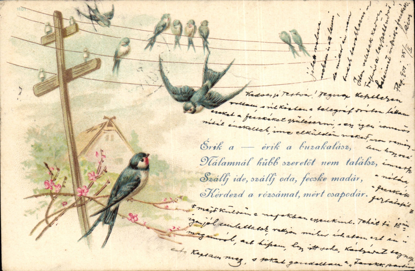 Animaux - Oiseaux - Blubirds twittering and landing on telephone wires (carte hongroise Hungary Hongrie)