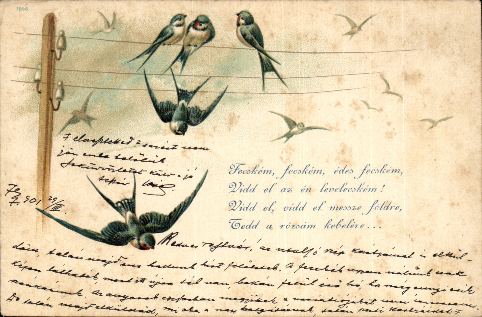 Animaux - Oiseaux - Bluebirds perched on telephone wires (carte hongroise Hungary Hongrie) - CPA 