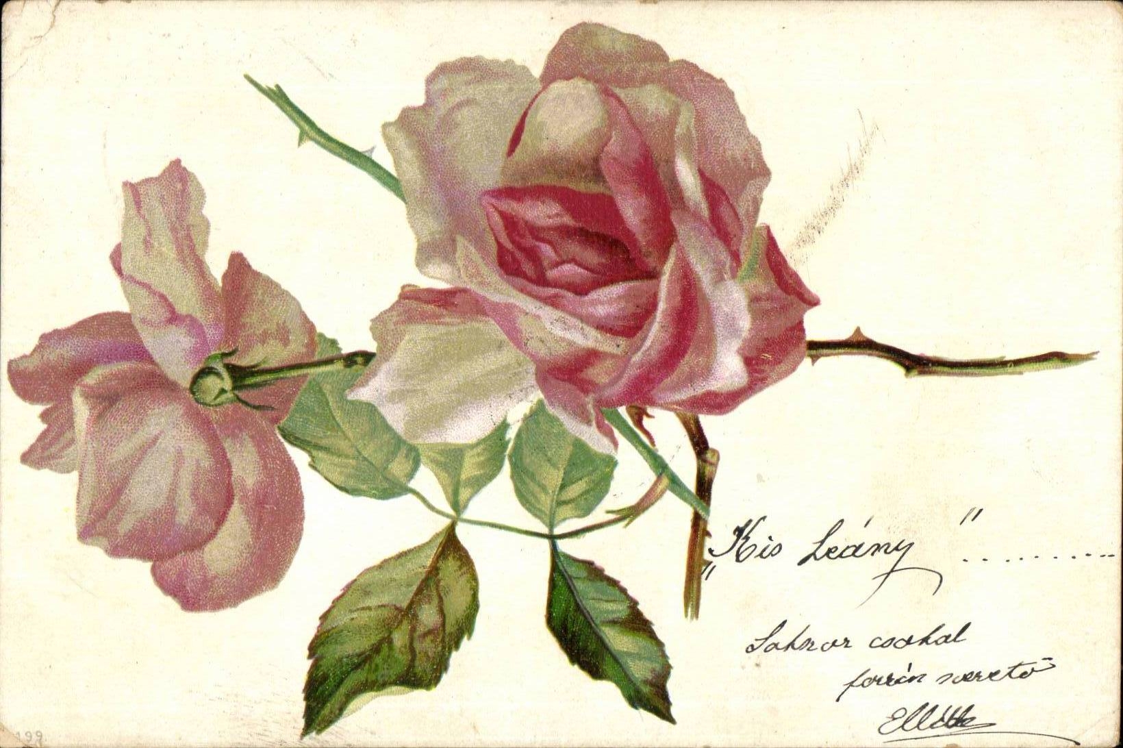 Fleurs - Flowers - Pink Roses (carte hongroise Hungary Hongrie) - CPA 