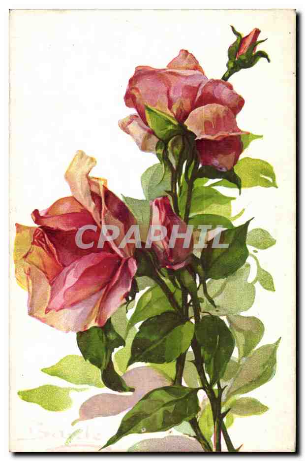 Fleur - Flower - Rose - CPA 