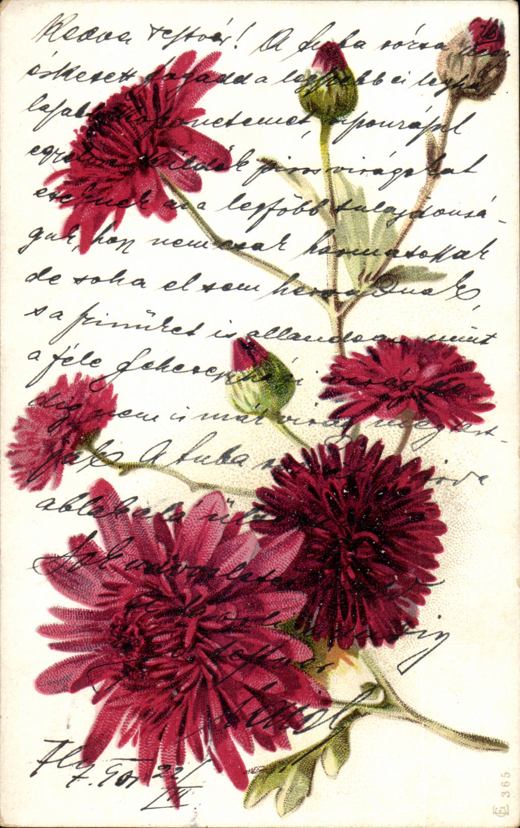 Fleurs - Flowers - brillant red blossoms (carte hongroise Hungary Hongrie) -CPA 