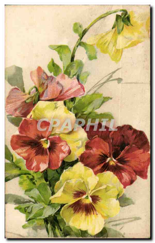 Fleur - Flower - Colorful pansies (carte hongroise Hungary Hongrie) -CPA 