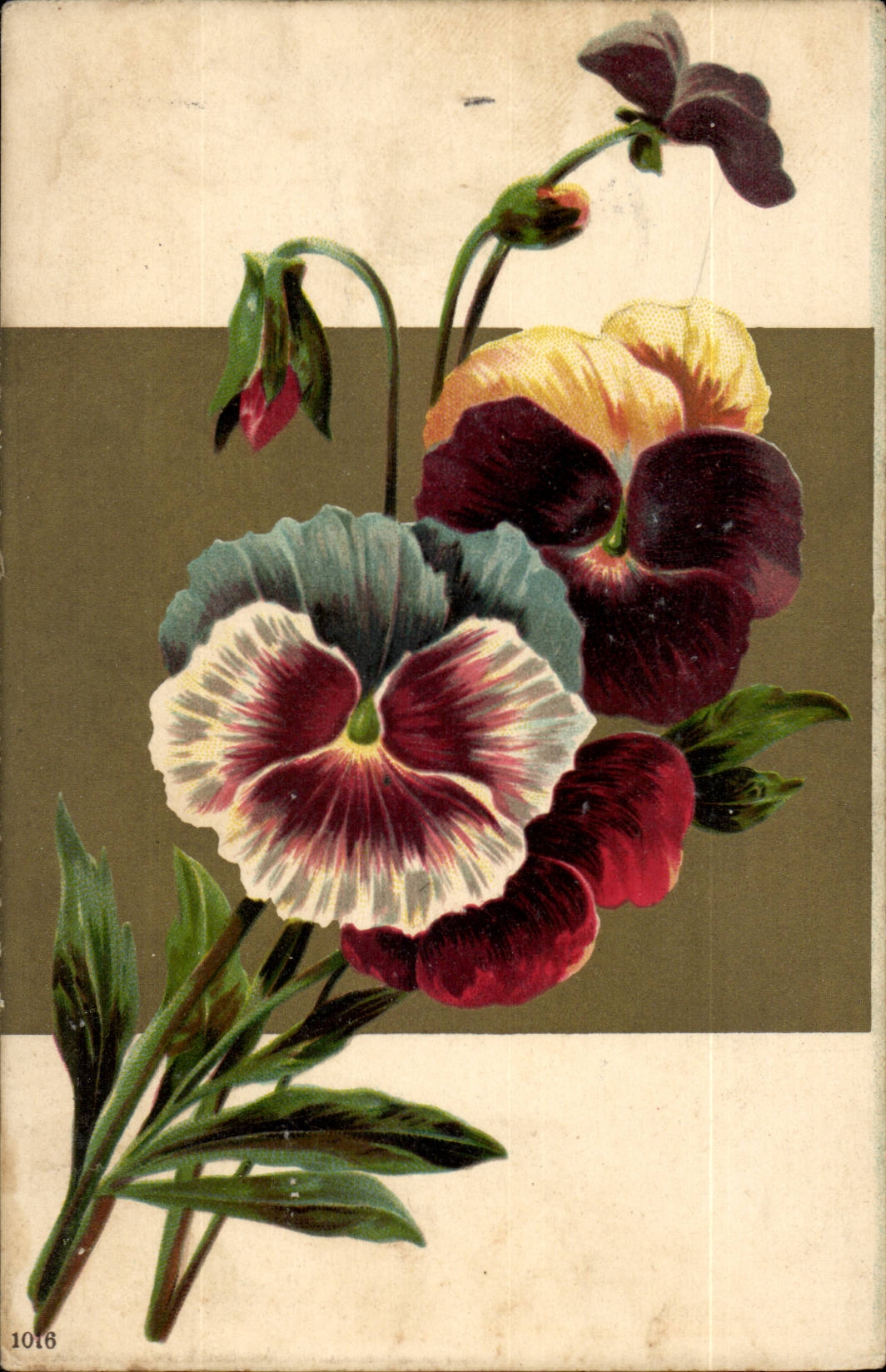 Fleur - Flower - Colorful Pansie (carte hongroise Hungary Hongrie) -CPA 