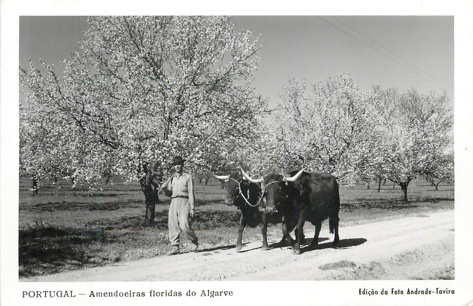 CPM Portugal Amendoeiras floridas do Algarve Attelage Folklore