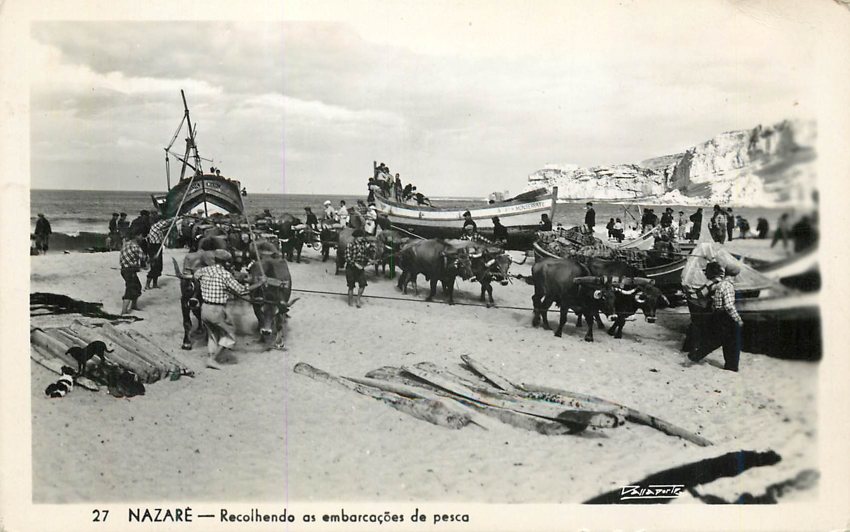 CPM Nazare Recolhenda as embarcoes de pesca Attelage Bœufs