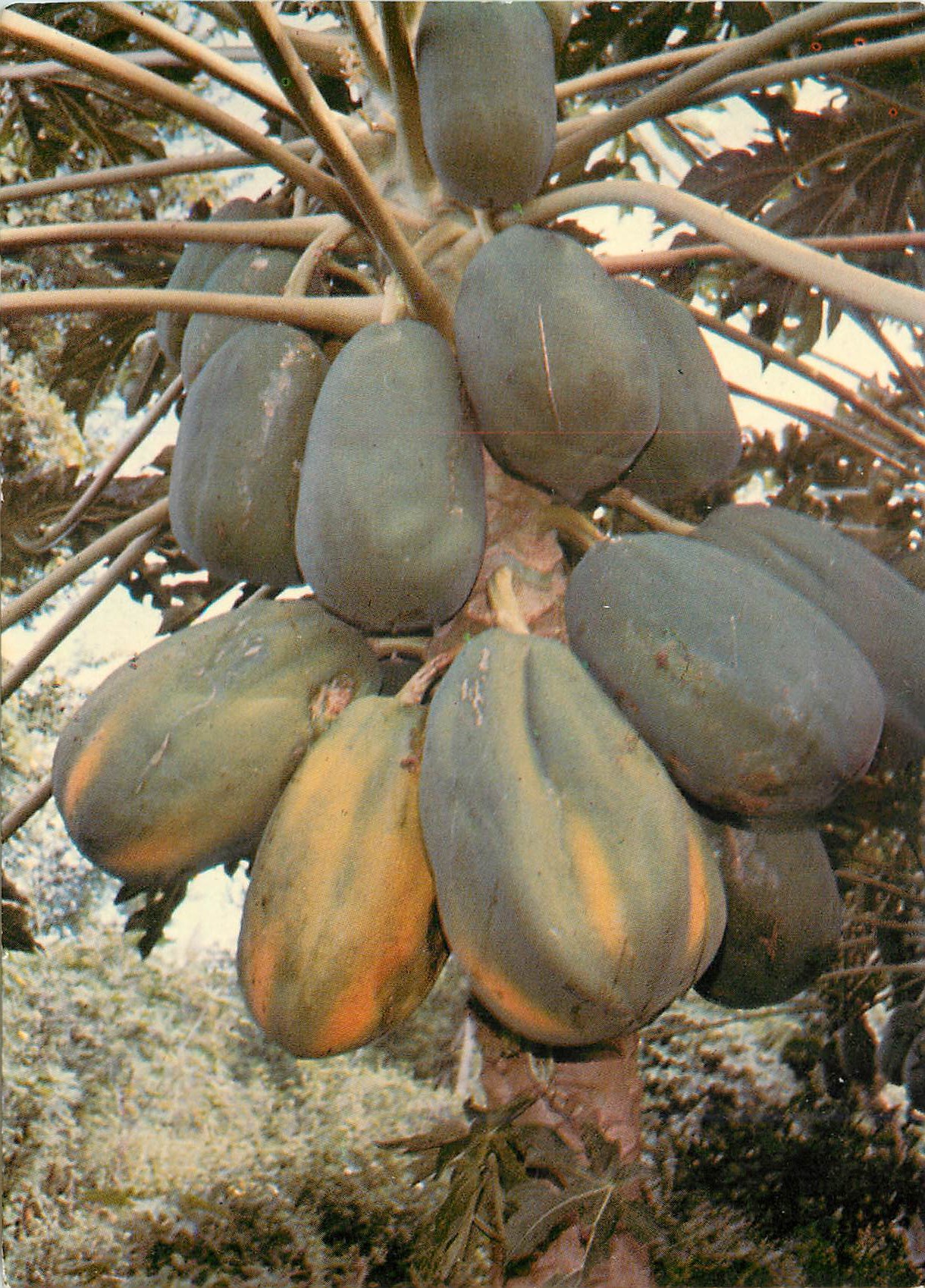 CPM Fruits de la reunion Papayes 