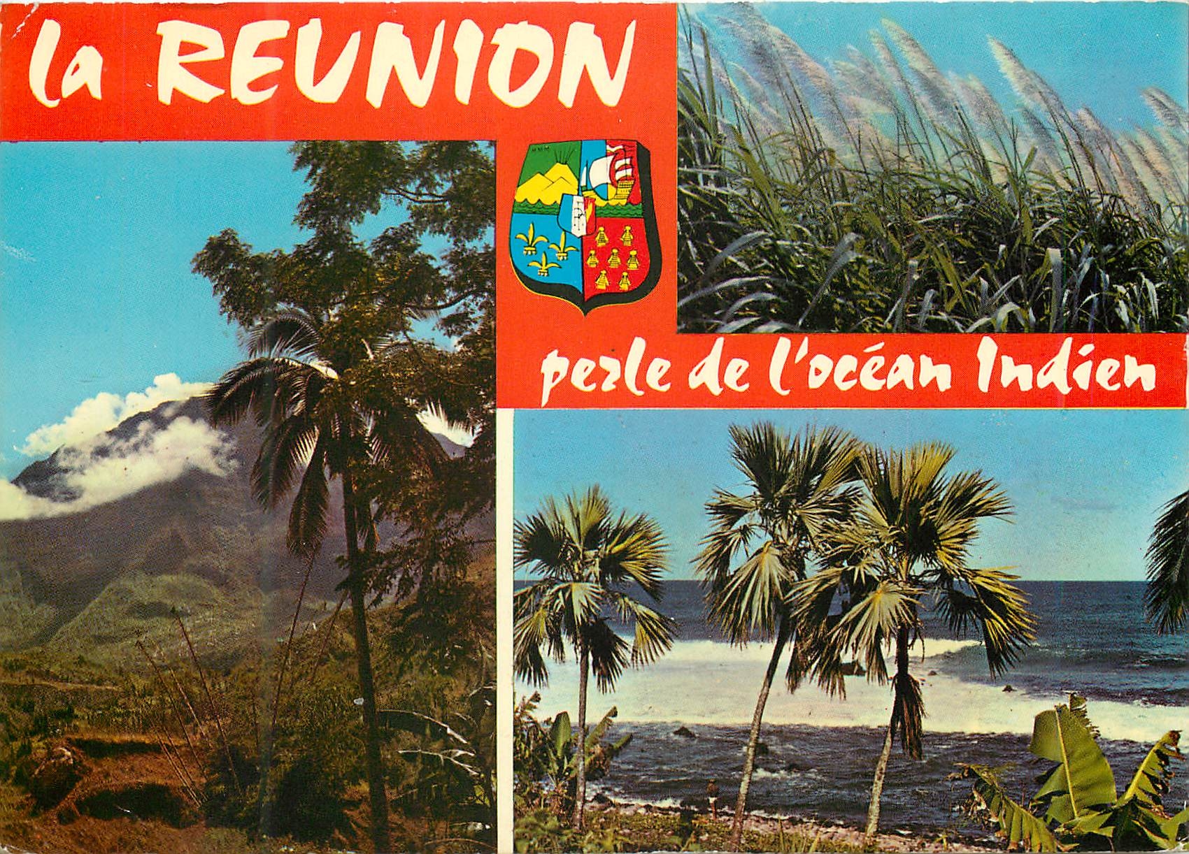 CPM Ile de la Reunion cannes a sucre en fleurs les hauts de l ile cote sauvage 