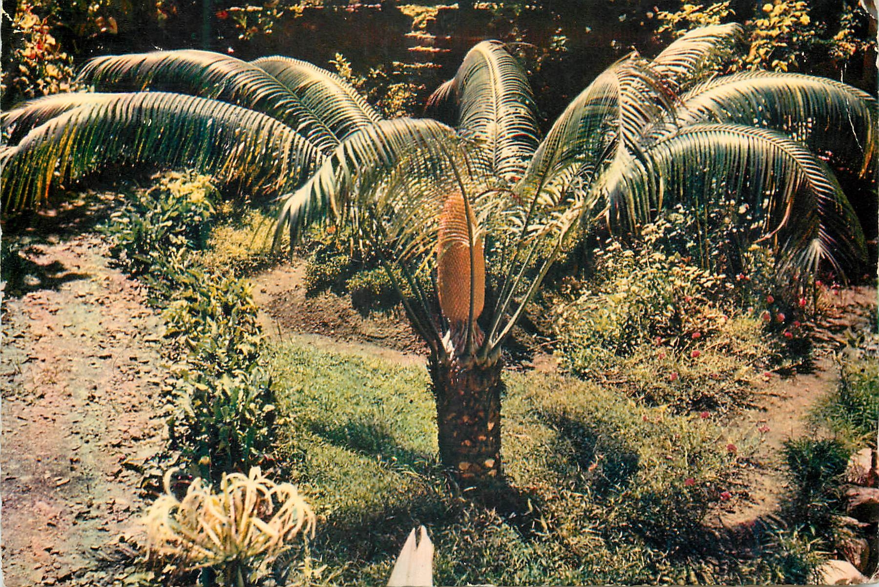 CPM Ile de la Reunion Un sagoutier en fleurs 