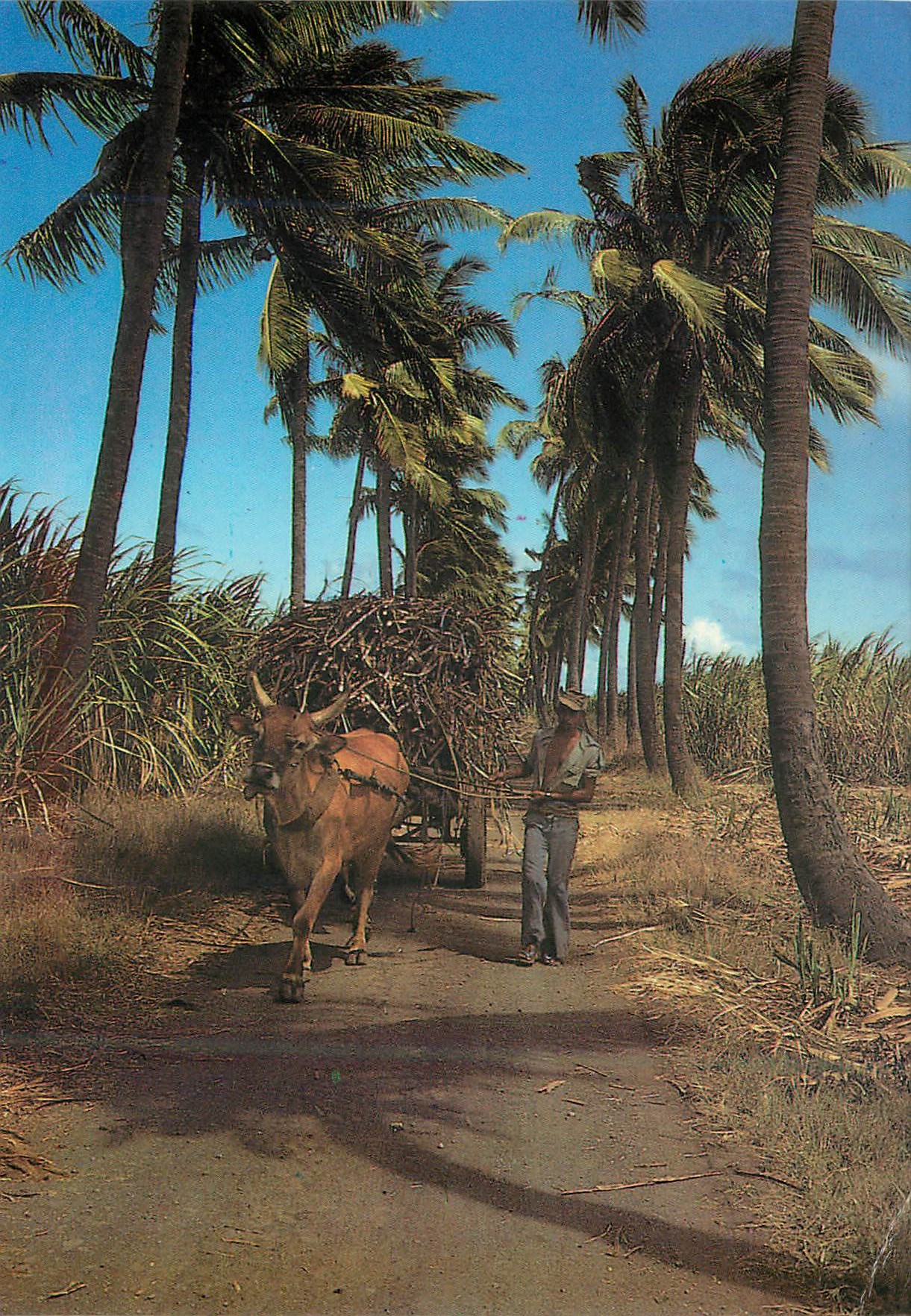 CPM Ile de la Reunion Charette cannes Allee de cocos du Gol a Saint Louis 