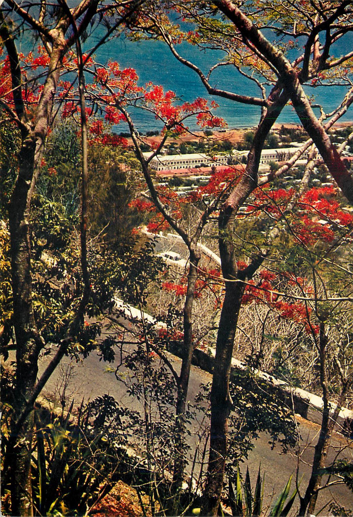 CPM Ile de la Reunion Route de la montagne dominant St Denis 