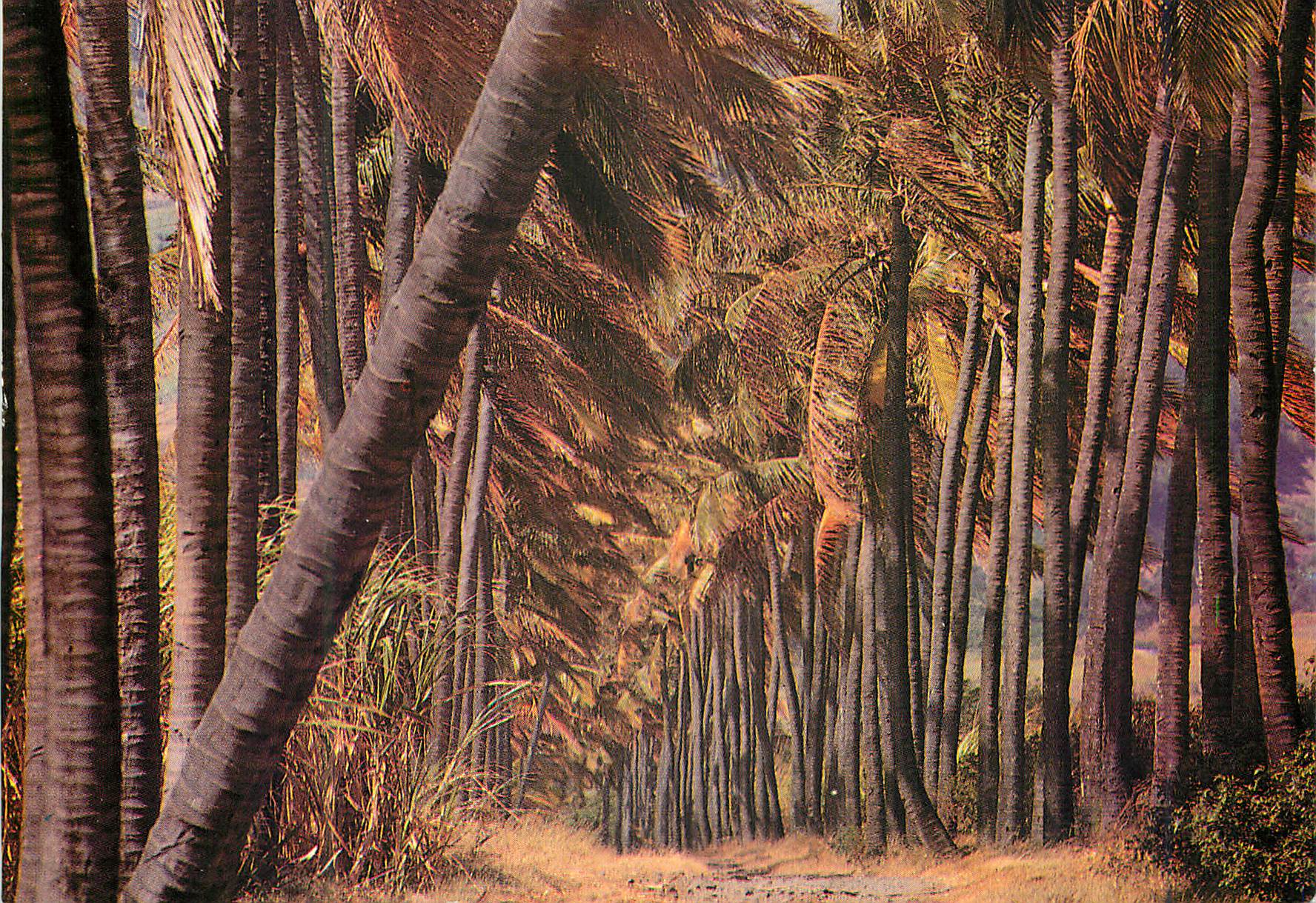 CPM Ile de la Reunion Allee de cocotiers 