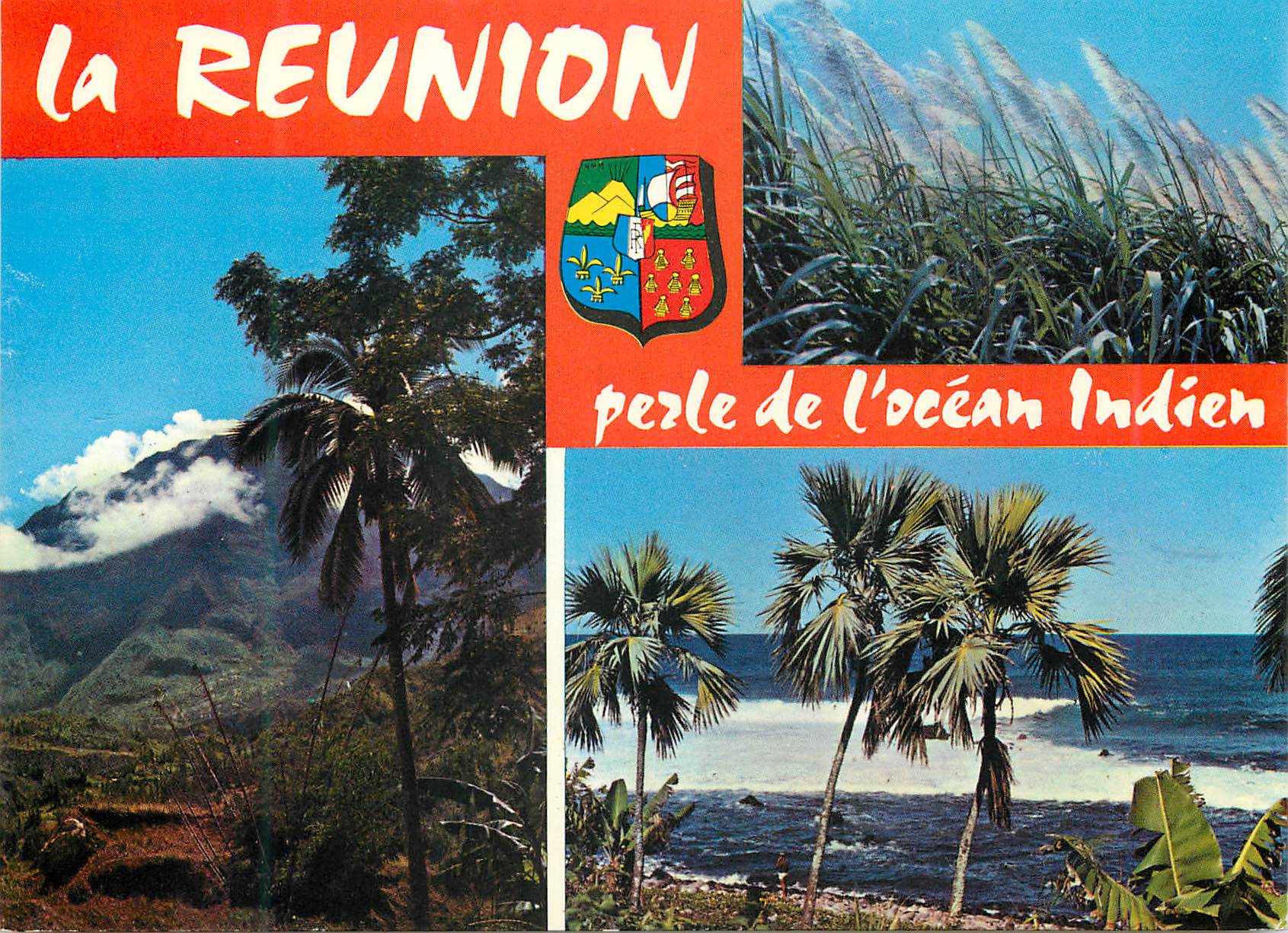 CPM Ile de la Reunion Cannes a sucre en fleurs Les hauts de l ile Cote Sauvage 