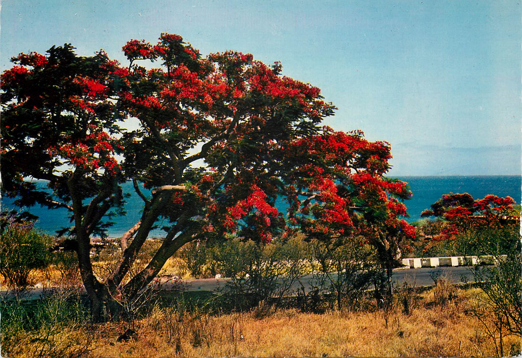 CPM Ile de la Reunion Un flamboyant sur la route de St Lue 