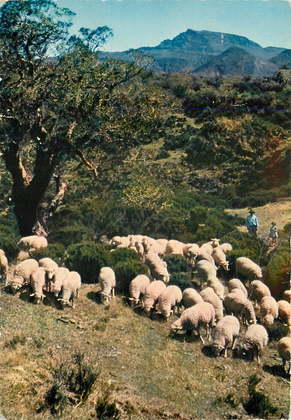 CPM Couleurs de la Reunion Paysage de la Plaine des Catres Moutons
