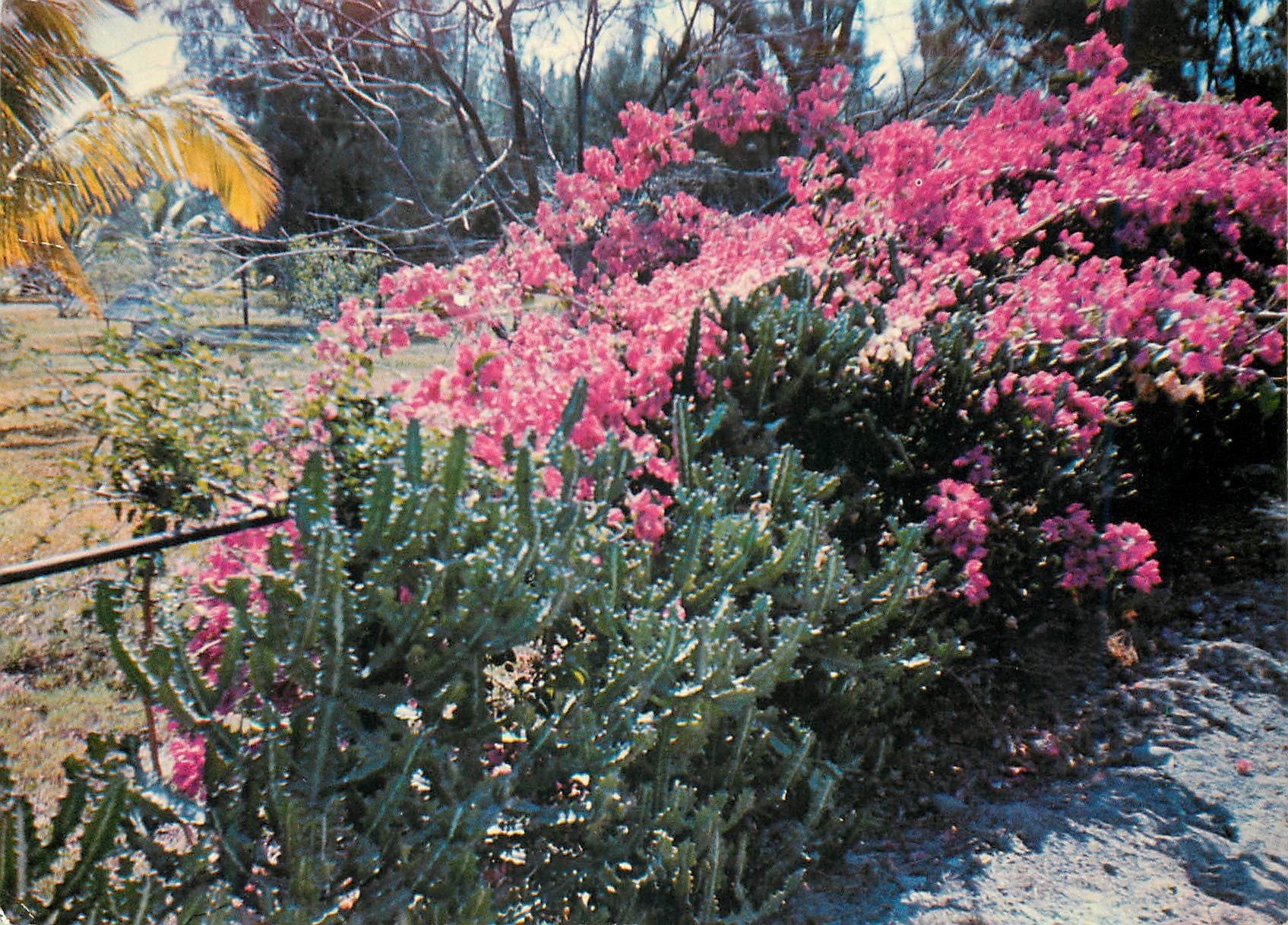 CPM Ile de la Reunion Fleurs de Bougainvillees 