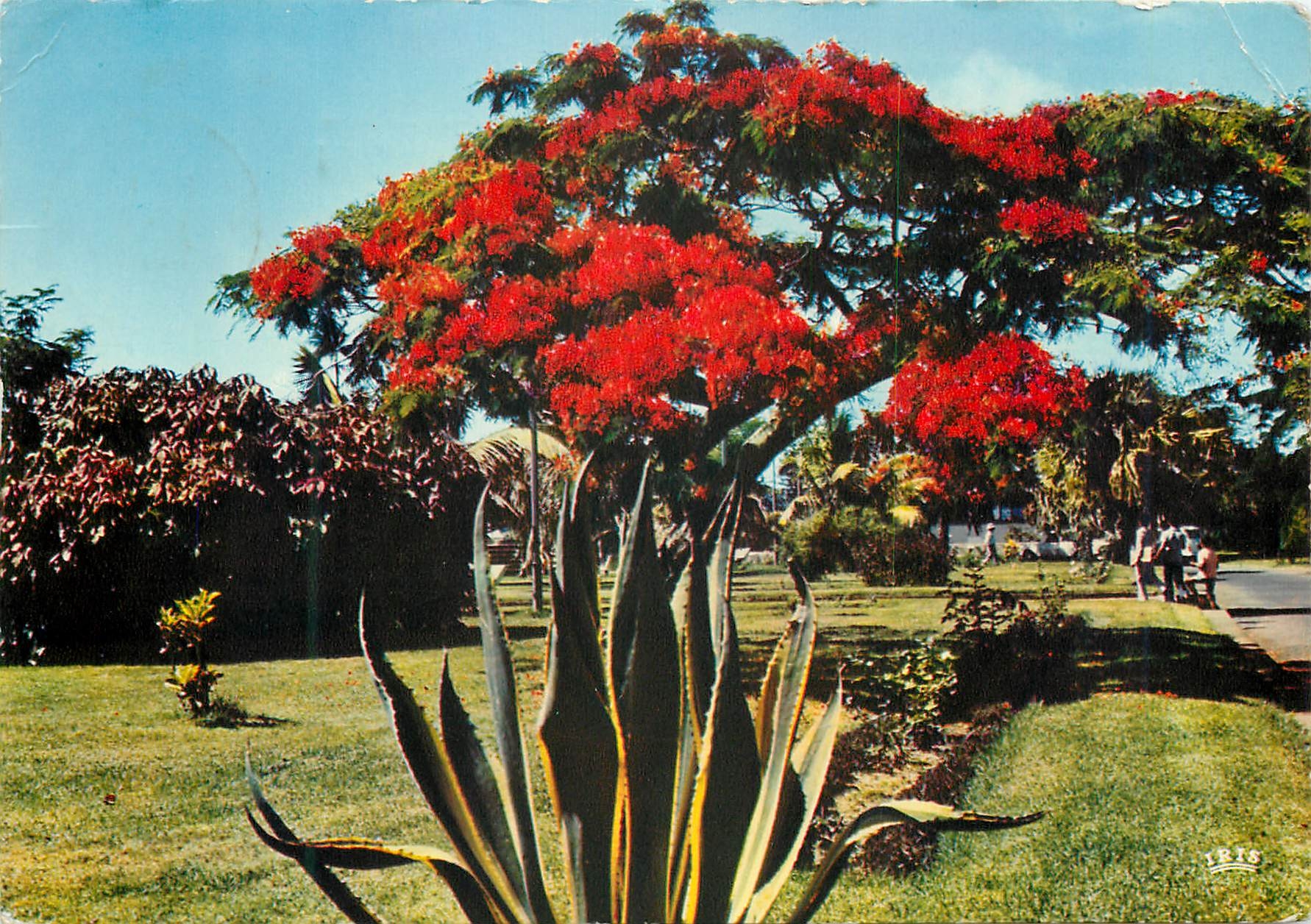 CPM La Reunion Saint Pierre Flamboyant 