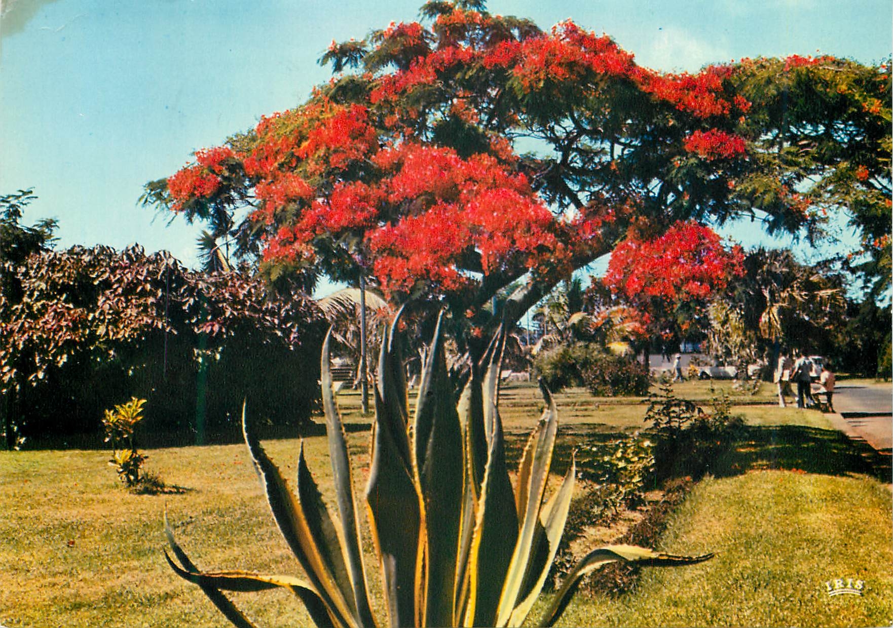 CPM La Reunion Saint Pierre Flamboyant 