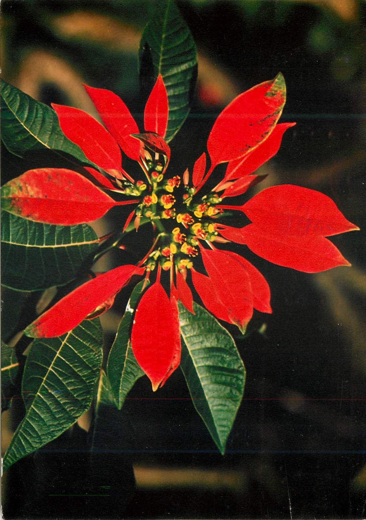 CPM Reunion Poinsettia Pulcherima 