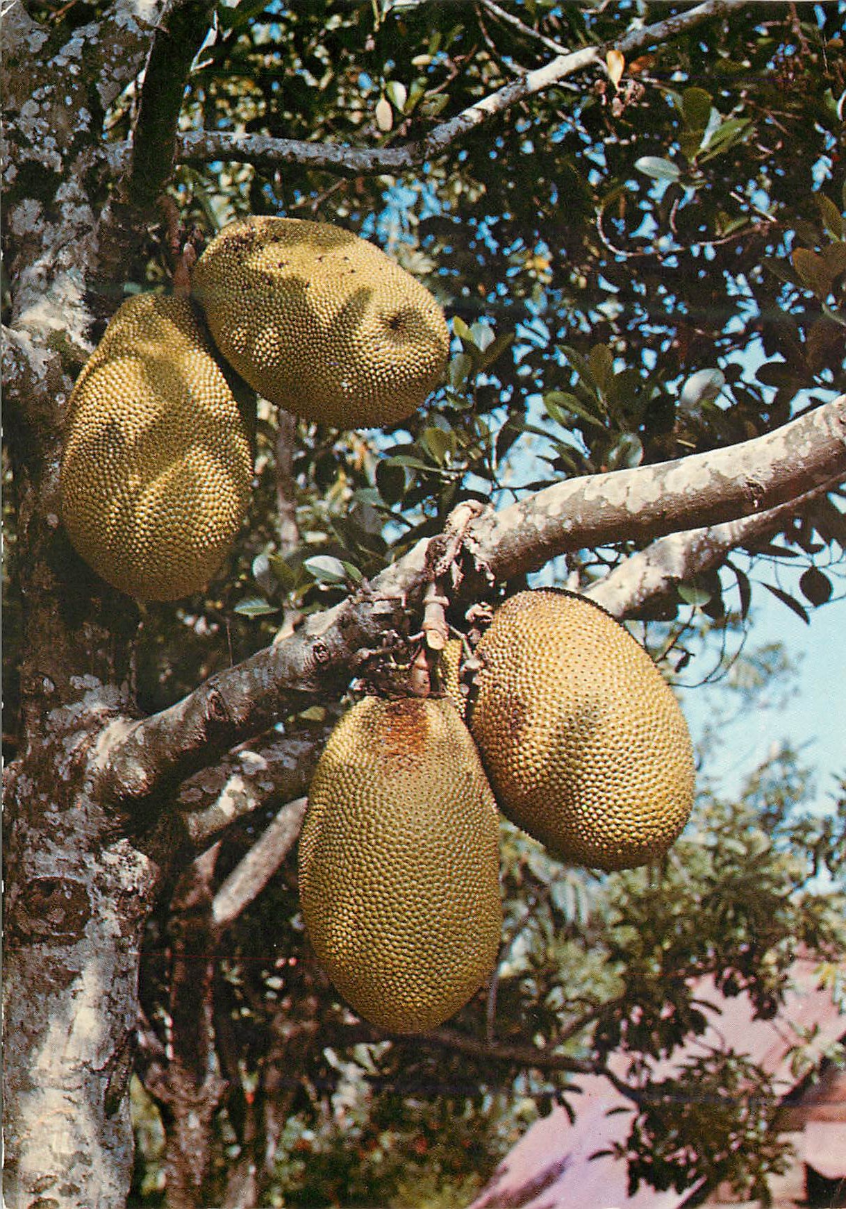CPM Ile de la Reunion Le Jacquier et ses fruits 