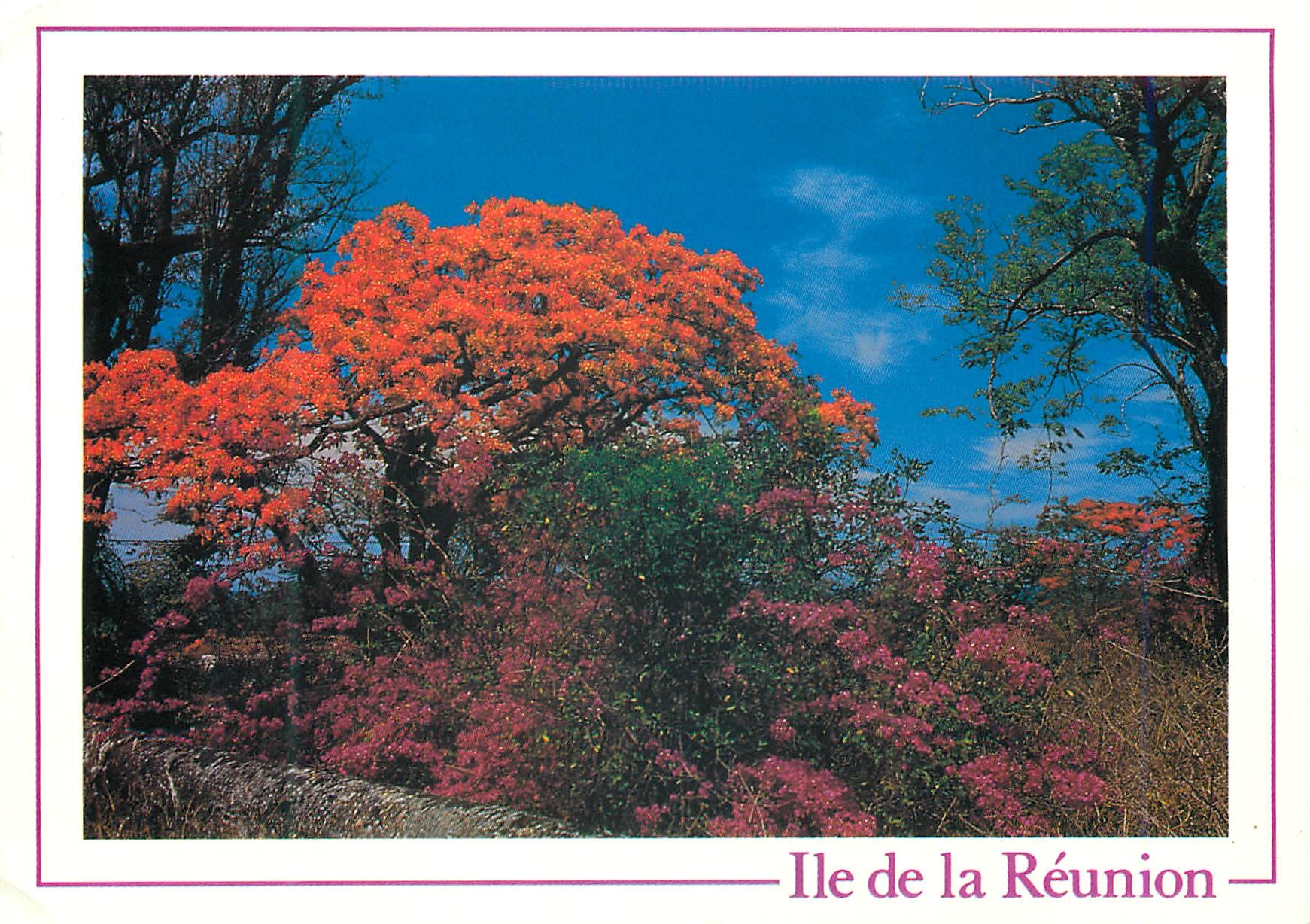 CPM Ile de la Reunion Flamboyant a pierrefonds 
