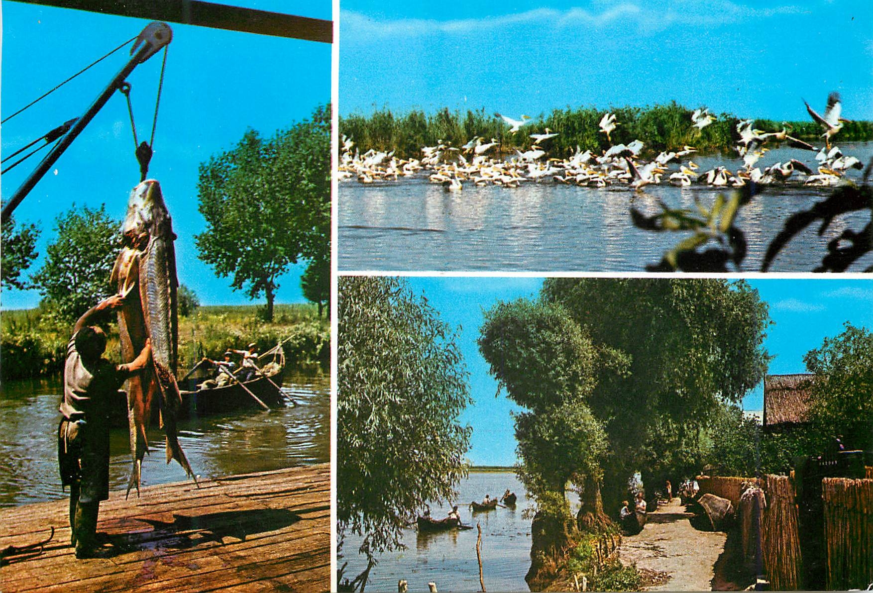 CPM Tulcea Colonie de Pelicani Peche Poisson