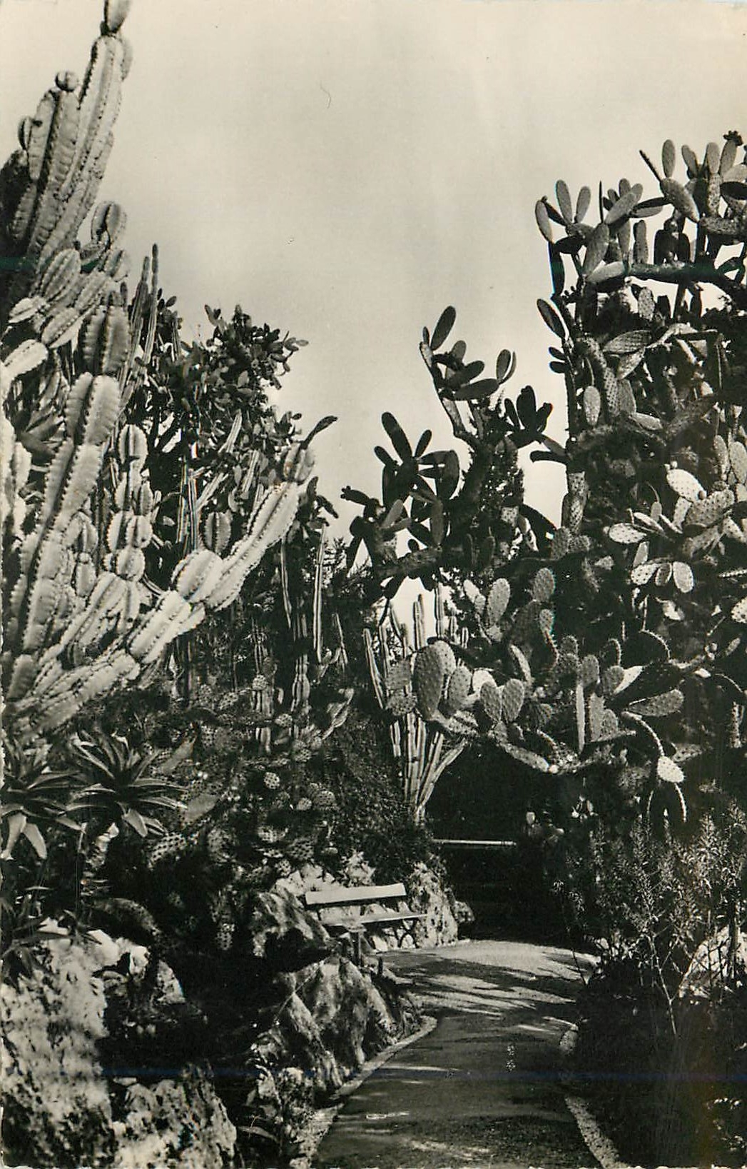 CPA Jardin Exotique de Monaco Cereus paraguemis Opuntia sulfurea 