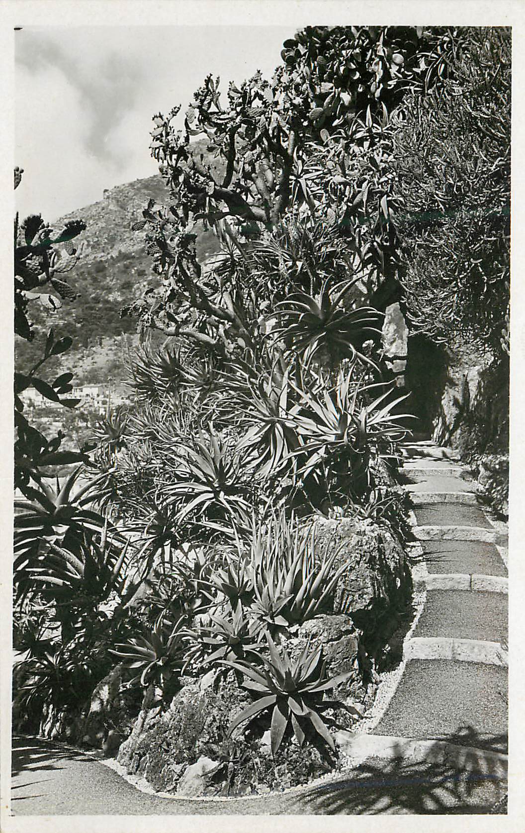 CPA Jardin Exotique de Monaco Aloes divers Opuntia Tomentosa 
