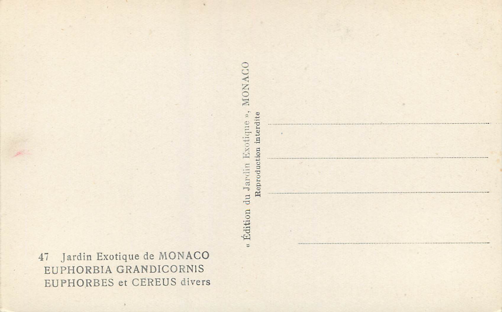 CPA Jardin Exotique de Monaco Euphorbia Grandicornie Euphorbes et Cereus divers  — Rückseite