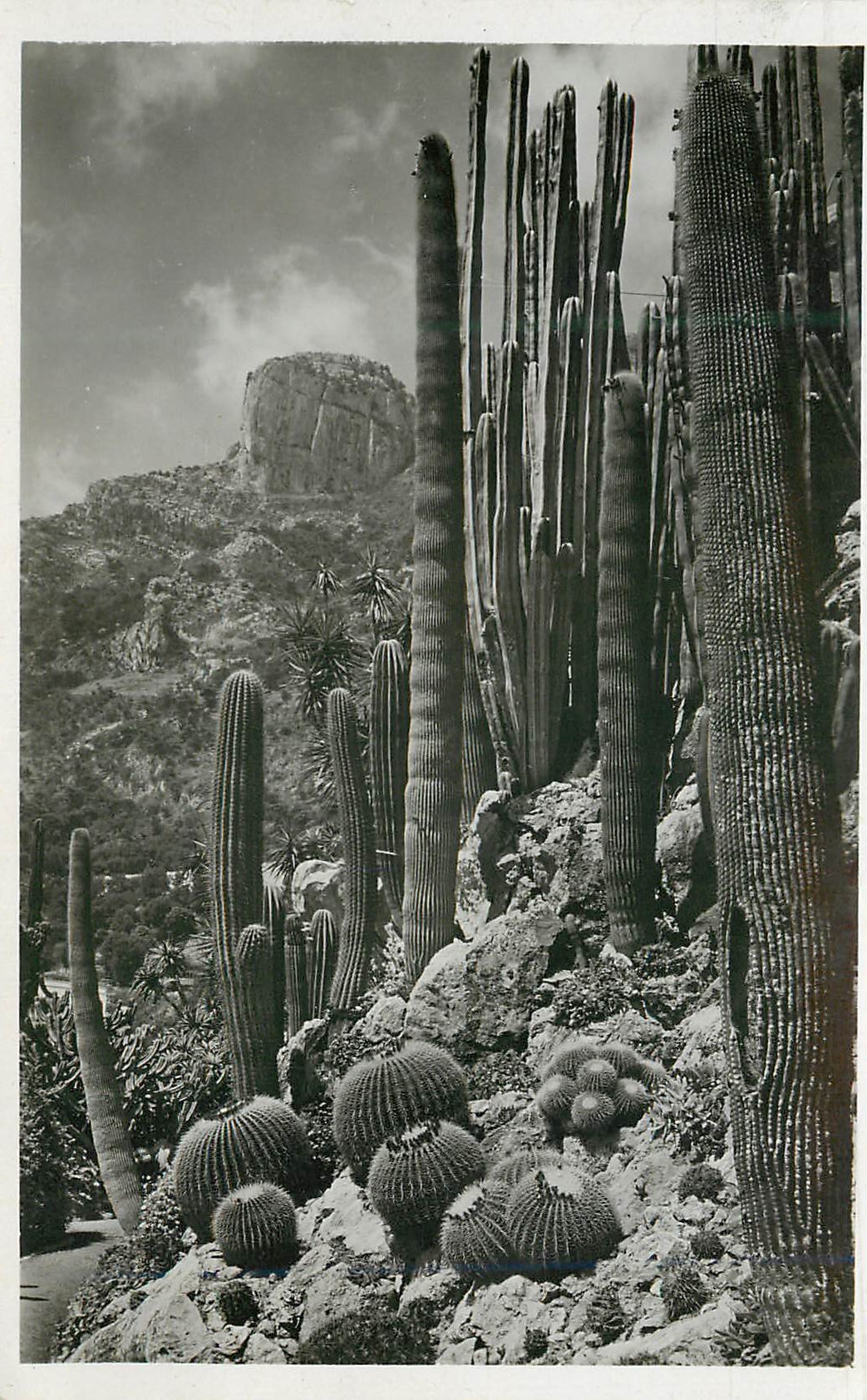CPA Jardin Exotique de Monaco Echinocactus grusonii Pilocereus polylophus Cereus divers 