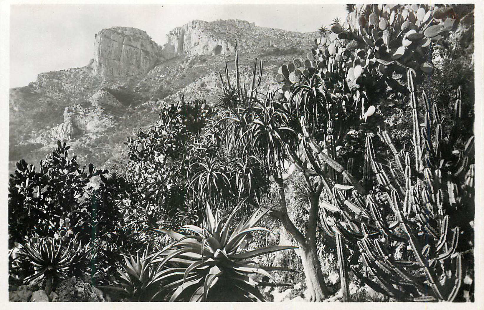 CPA Monaco Les jardins exotiques aloes Cereus et Opuntia divers 