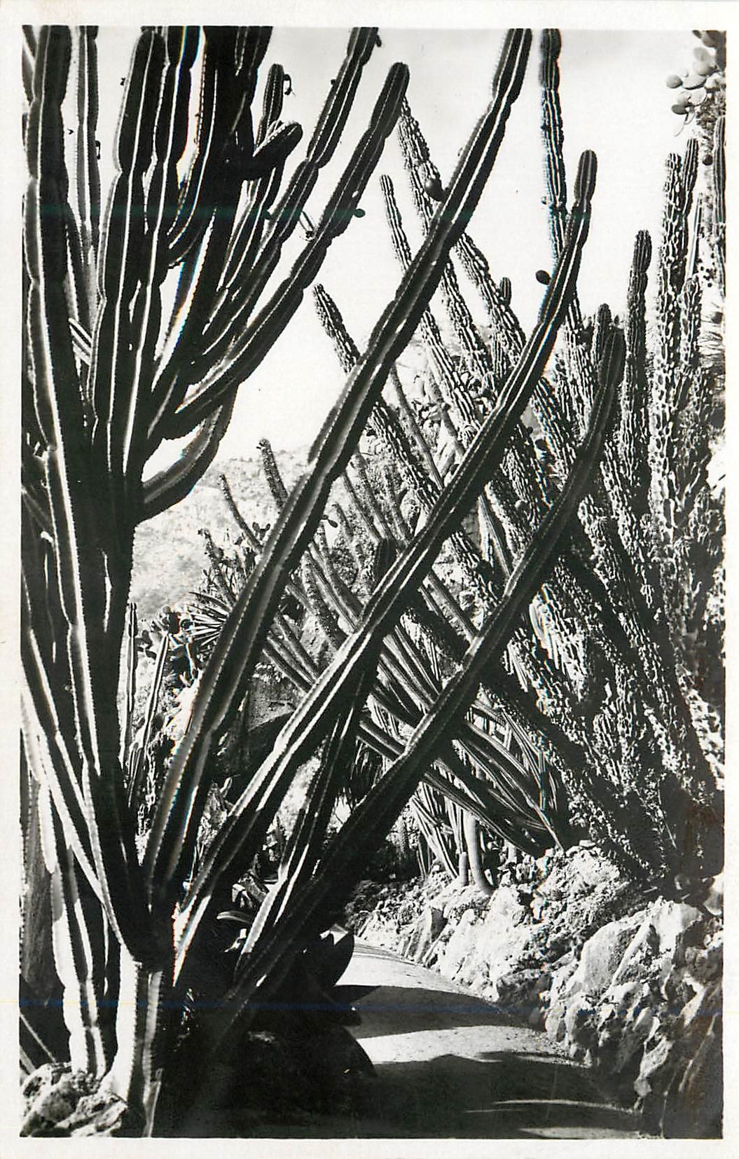 CPA Monaco Les jardins exotiques Cereus validus Cereus montruosus Pilocereus cometes 