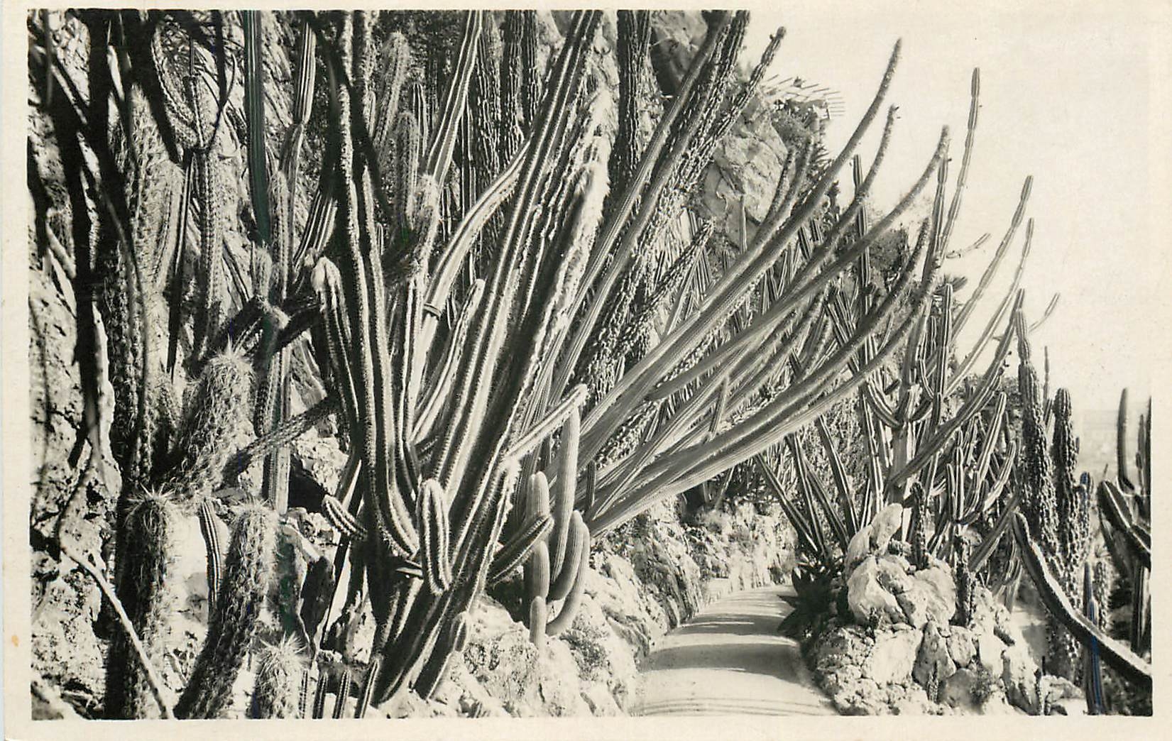 CPA Monaco Les jardins exotiques Pilocactus divers Cleistocactus lanatus 