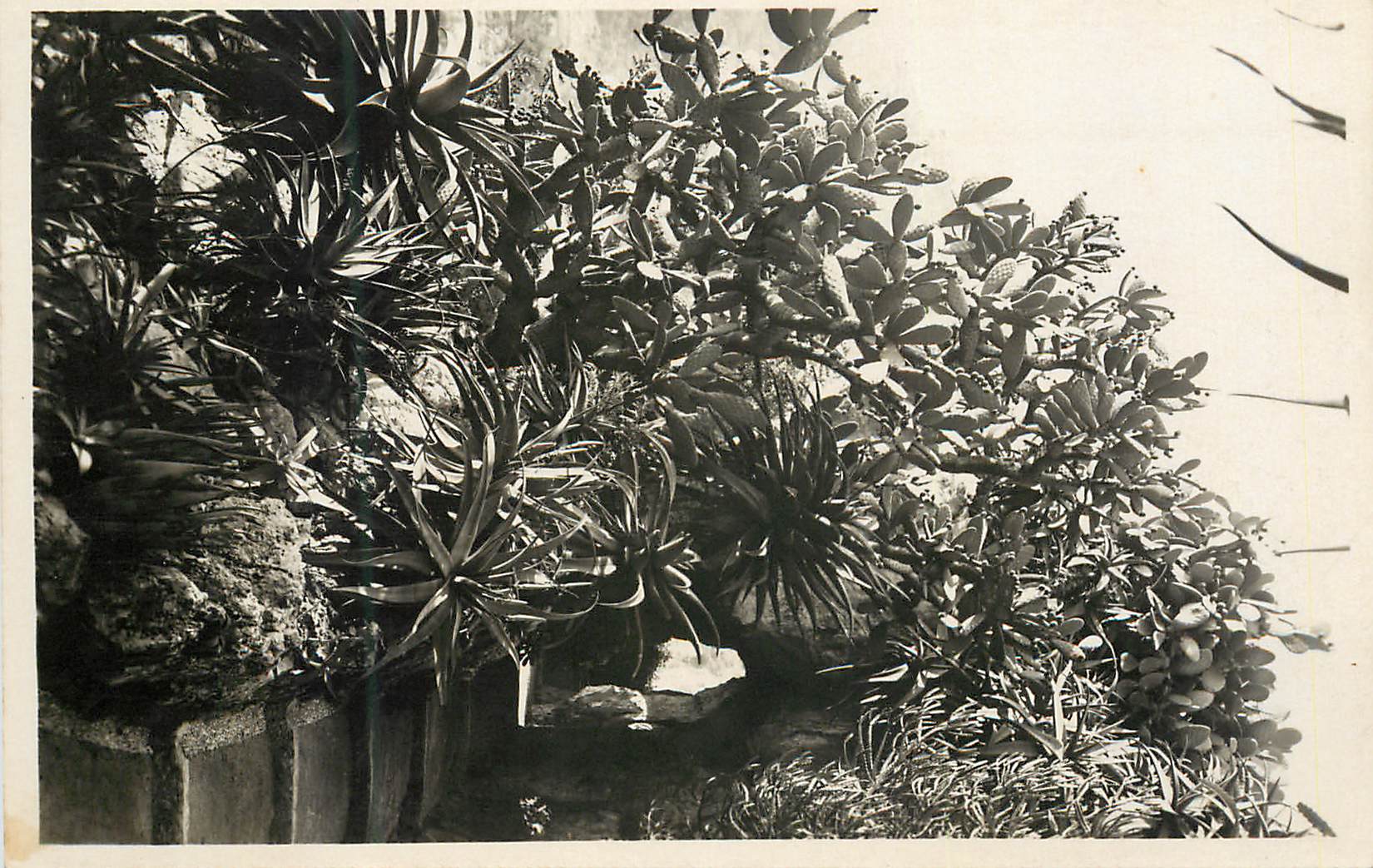 CPM Monaco Les jardins exotiques Opuntia et does divers 