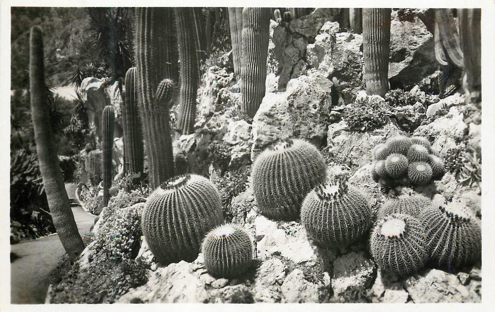 CPM Jardin exotique de Monaco Groupe d echinocactus grusonii 