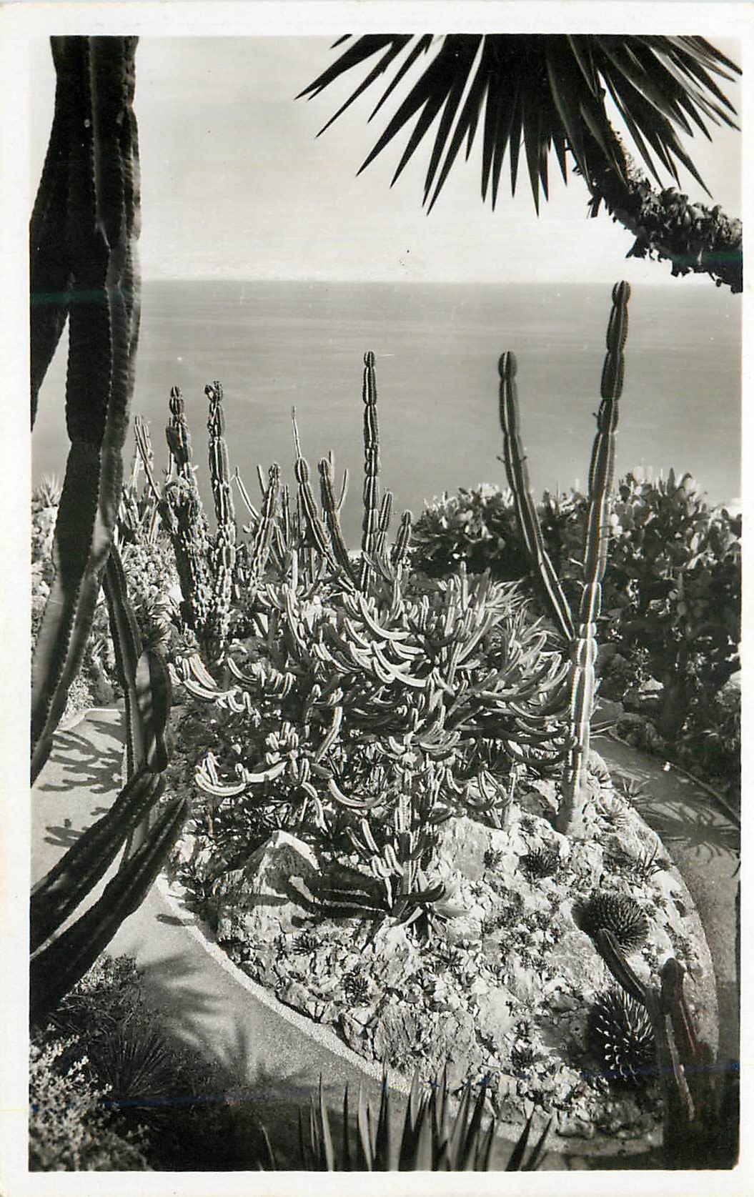 CPM Jardin exotique de Monaco Groupe de Cereus Geometrisans Agaves Cereus et Opuntias divers 