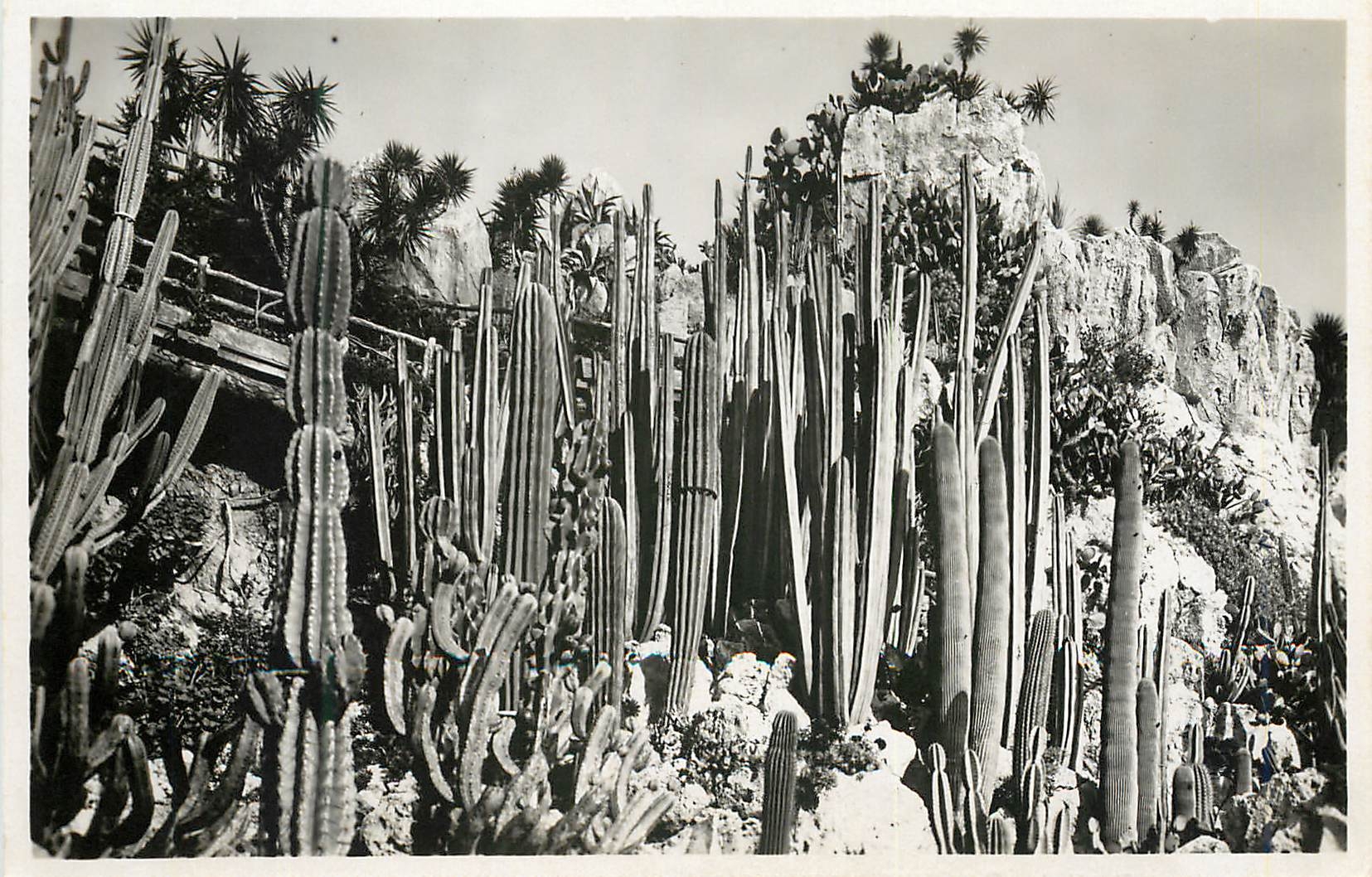 CPM Monaco Les jardins exotiques Cereus divers 