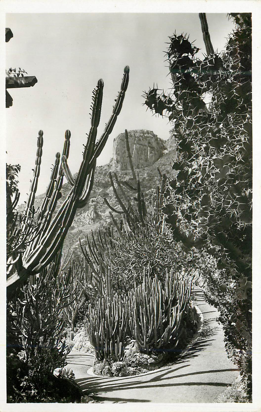 CPM Jardin exotique de Monaco Cereus divers Euphorbia canariensis et grandicornis 