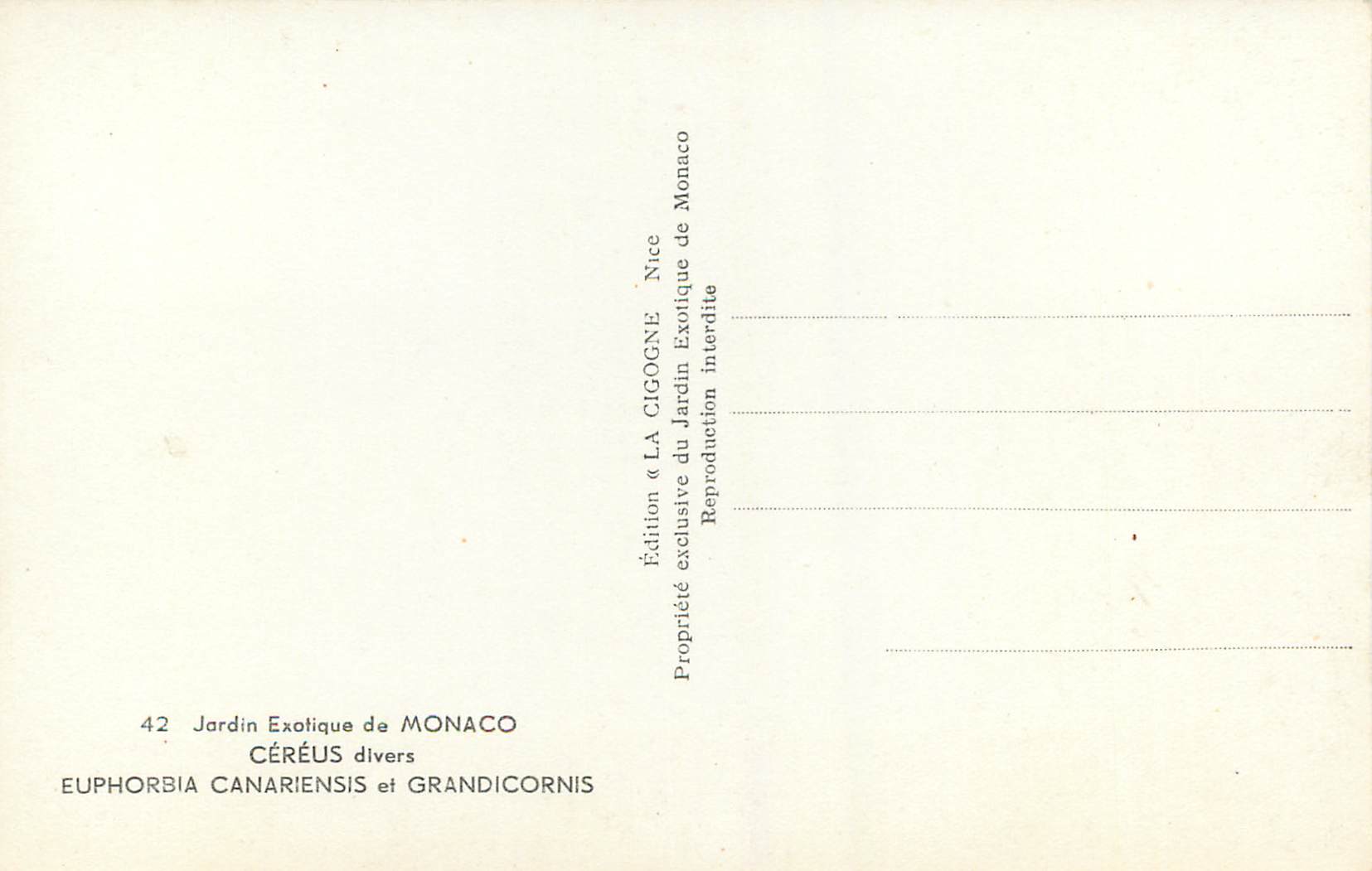 CPM Jardin exotique de Monaco Cereus divers Euphorbia canariensis et grandicornis  — Rückseite