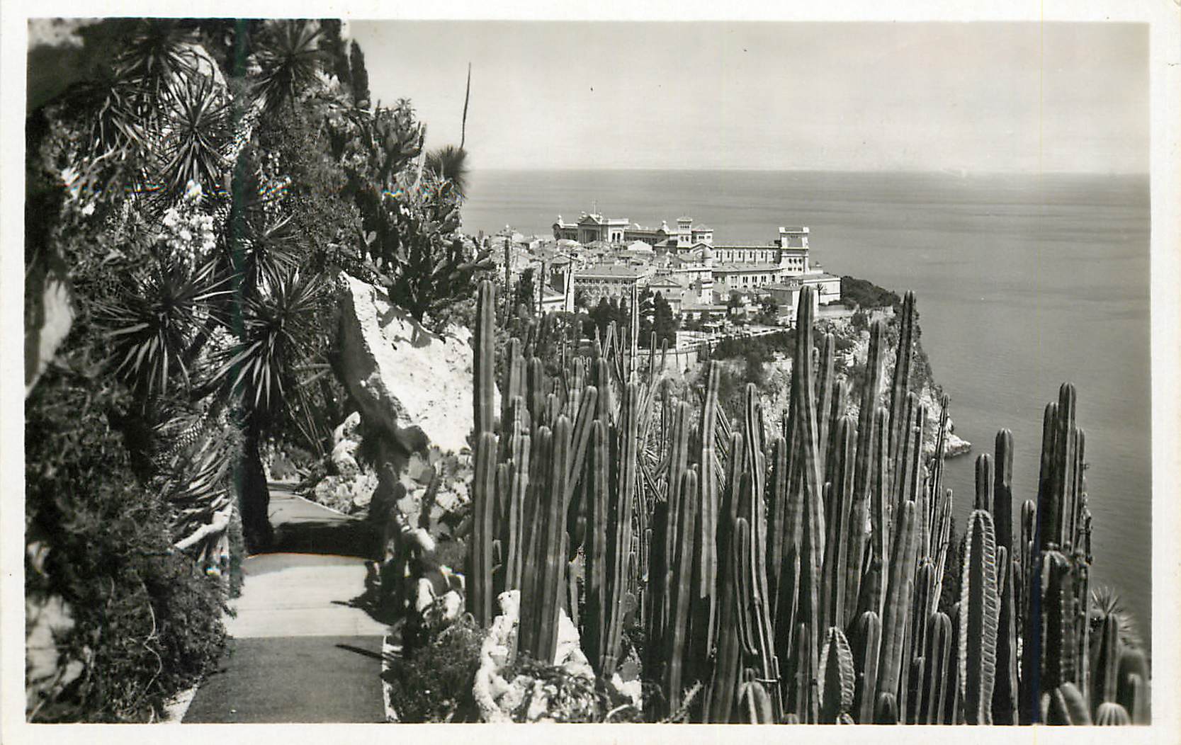 CPM Jardin exotique de Monaco vue sur Monaco Cereus marginatus et divers opuntias Yuccas et Euphorbes divers 