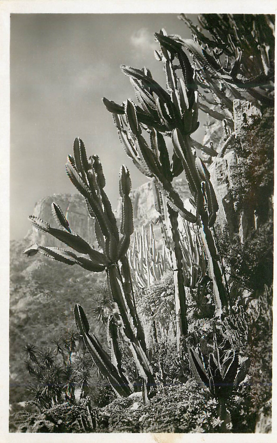 CPM Jardin exotique de Monaco Euphorbia neutra et divers 