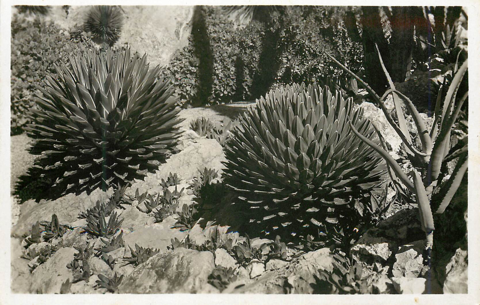 CPM Jardin exotique de Monaco Agaves victoria reginae aloes et gasterias divers 