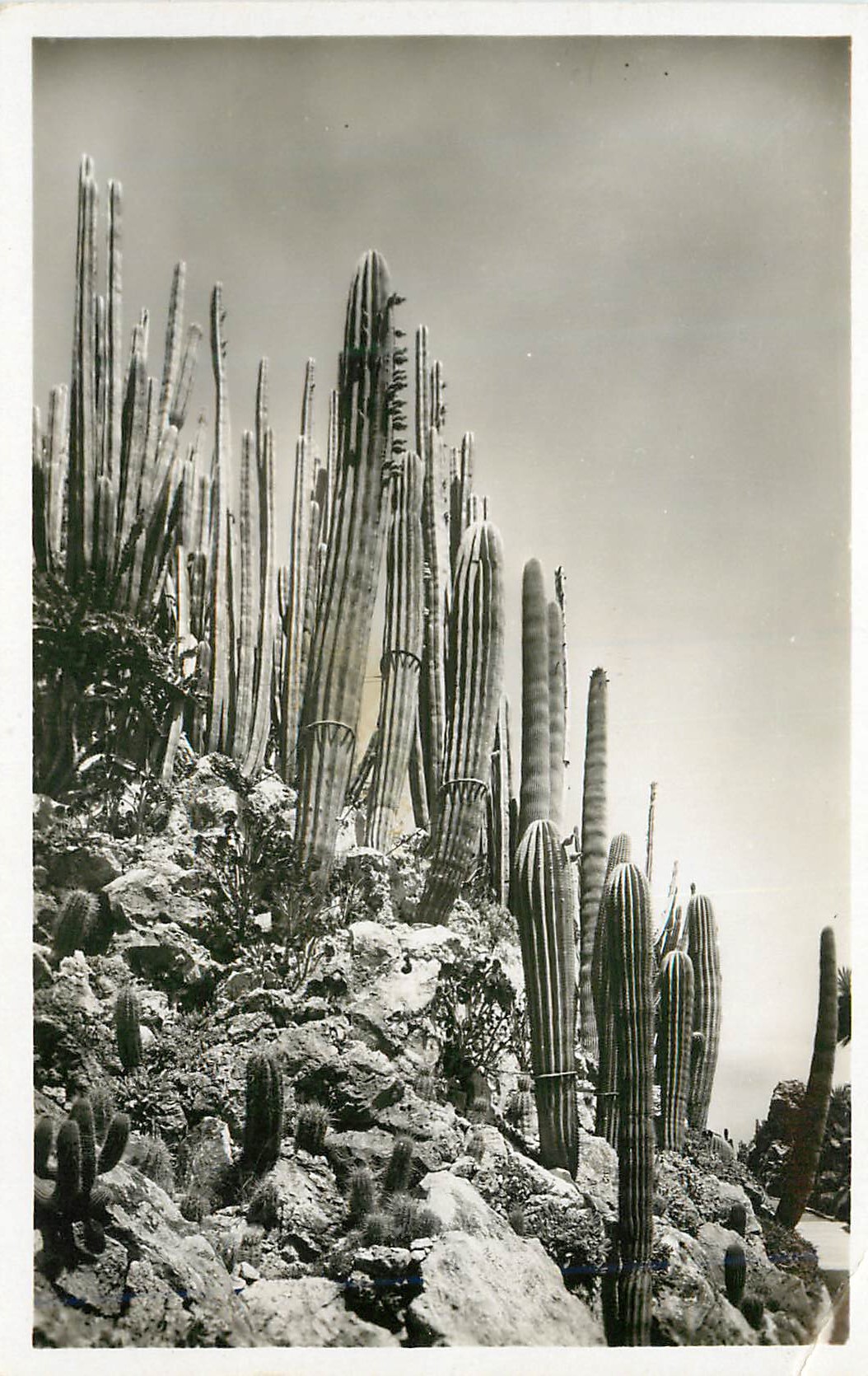 CPM Jardin exotique de Monaco Cereus et Pilocereus divers 