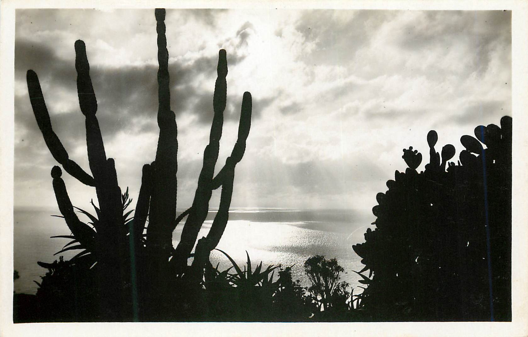 CPM Jardin exotique de Monaco Effet de lumiere 