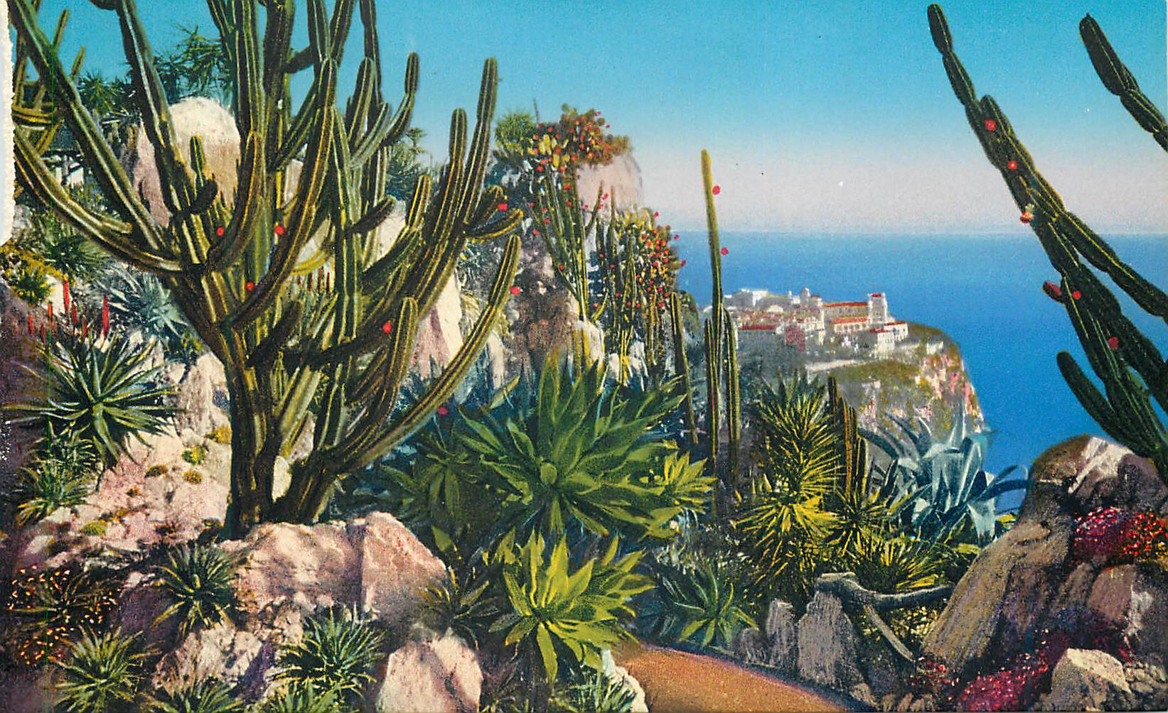 CPA Jardin exotique de Monaco Aloes Agaves Cereus Yuccas divers Cereus validus Agave Franzosini 