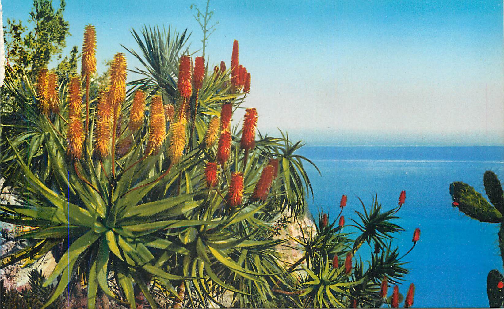 CPA Jardin exotique de Monaco Aloes Hybride Salm Dyckiana et aloes divers Opuntia Schumannii 