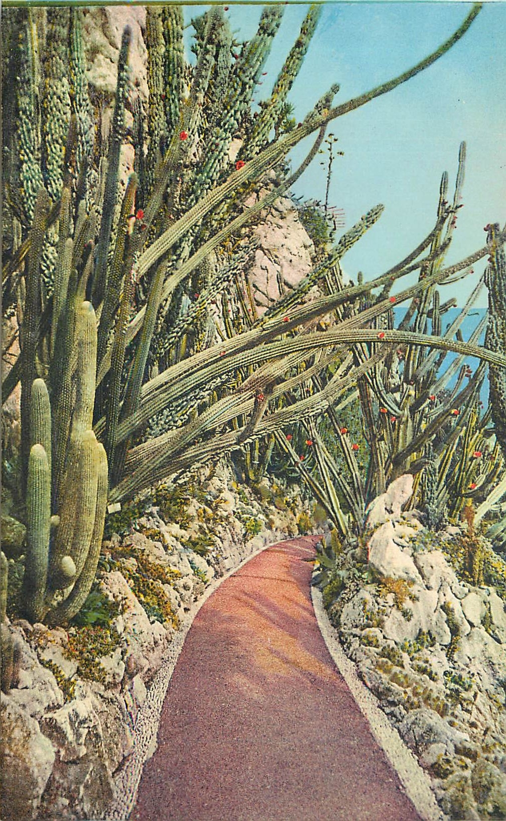 CPA Jardin exotique de Monaco Pilocerous Lanatus et Cometes Cereus Pitahayia Monstruosa et divers Echinocereus divers 